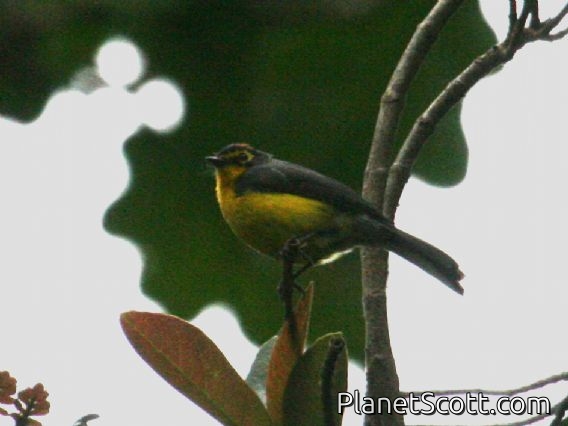 Spectacled Redstart (Myioborus melanocephalus)