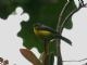 Spectacled Redstart (Myioborus melanocephalus) 