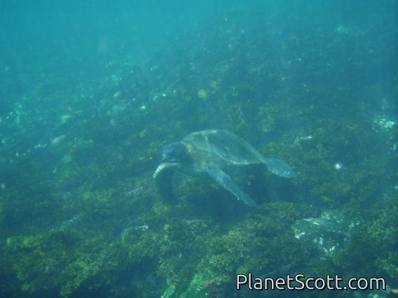 Sea turtle