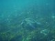 Sea turtle