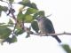 Spotted Tanager (Ixothraupis punctata) 