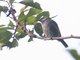 Spotted Tanager (Ixothraupis punctata)