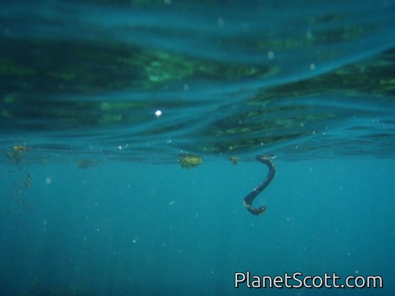 Eel that gasped and snapped at snorkelers
