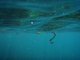 Eel that gasped and snapped at snorkelers