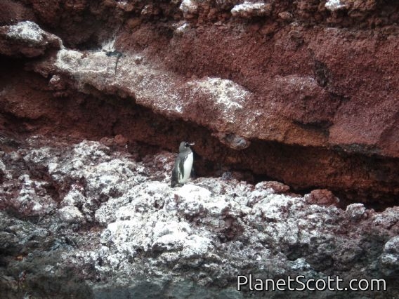Penguin - there were many, but they were camera-shy...