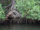 Sea lion resting in the mangrove