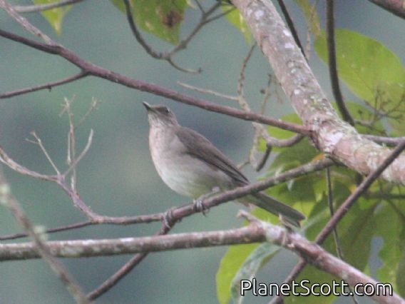 Black-billed Thrush (Turdus ignobilis)