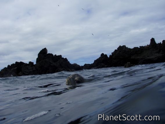 Turtle taking a breath