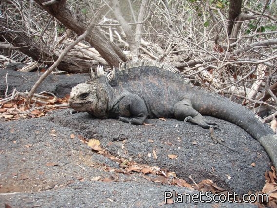 Iguana, Punta Espinosa, Isla Fernandina