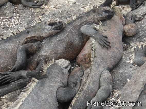 Pile of iguanas, Punta Espinosa, Isla Fernandina