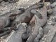 Pile of iguanas, Punta Espinosa, Isla Fernandina