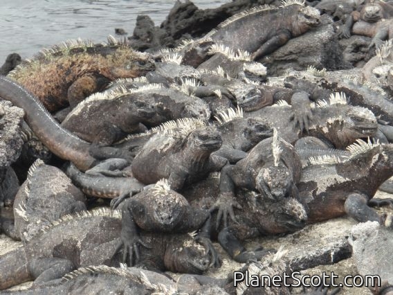Even bigger pile of iguanas, Punta Espinosa, Isla Fernandina