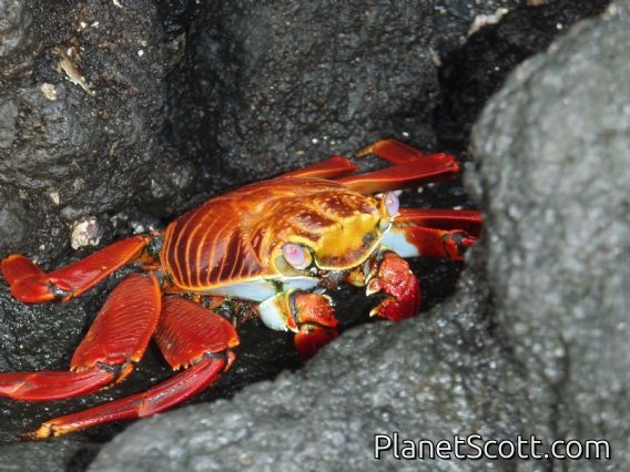 Sally lightfoot crab