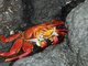 Sally lightfoot crab