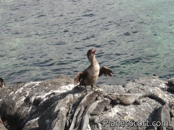 Flightless cormorant, Isla Fernandina (lost the ability to fly through evolution, no predators)