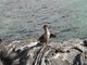Flightless cormorant, Isla Fernandina (lost the ability to fly through evolution, no predators)