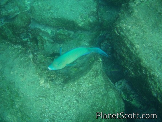 Parrot fish