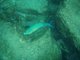 Parrot fish