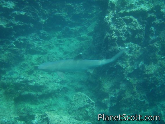 White-tipped shark - supposedly harmless