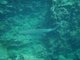 White-tipped shark - supposedly harmless