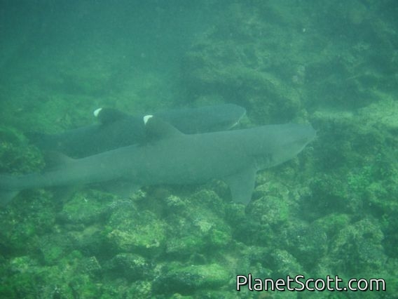 White-tipped sharks, Tintoreras Grotto, Isla Isabela