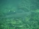 White-tipped sharks, Tintoreras Grotto, Isla Isabela