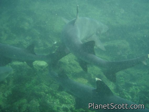 Sharks everywhere -- I was too uneasy to shoot photos when there were six circling us...