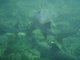 Sharks everywhere -- I was too uneasy to shoot photos when there were six circling us...