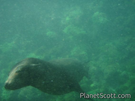 Our newest buddy, Tintoreras Grotto, Isla Isabela