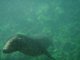 Our newest buddy, Tintoreras Grotto, Isla Isabela