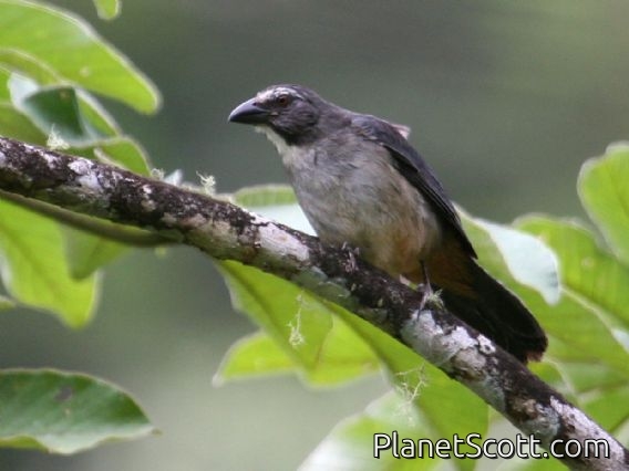 Greyish Saltator (Saltator coerulescens)