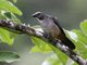 Greyish Saltator (Saltator coerulescens)