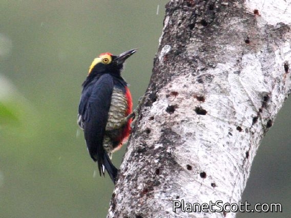 Yellow-tufted Woodpecker (Melanerpes cruentatus)