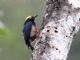 Yellow-tufted Woodpecker (Melanerpes cruentatus) 