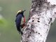 Yellow-tufted Woodpecker (Melanerpes cruentatus)