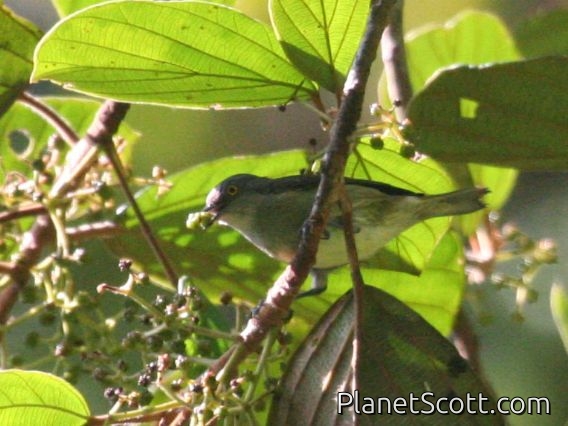 Black-faced Dacnis (Dacnis lineata)