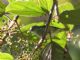 Black-faced Dacnis (Dacnis lineata) 