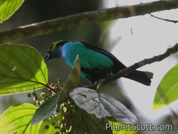 Paradise Tanager (Tangara chilensis)