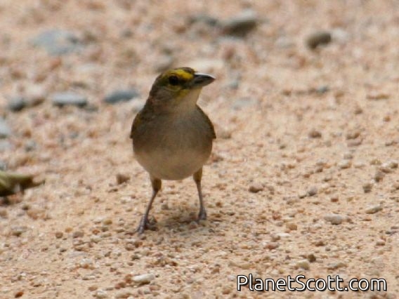 Yellow-browed Sparrow (Ammodramus aurifrons)