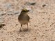 Yellow-browed Sparrow (Ammodramus aurifrons)