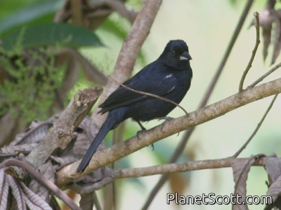 White-lined Tanager (Tachyphonus rufus) Male