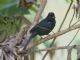 White-lined Tanager (Tachyphonus rufus) Male