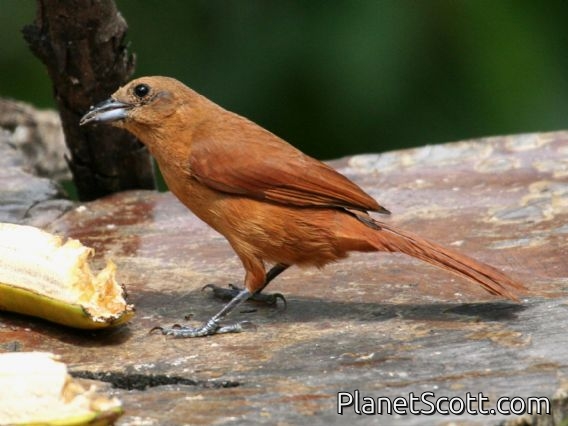 White-lined Tanager (Tachyphonus rufus) Female at feeder