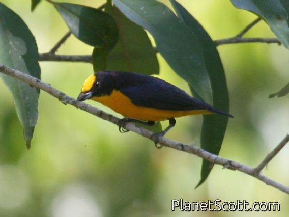 Thick-billed Euphonia (Euphonia laniirostris)