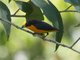 Thick-billed Euphonia (Euphonia laniirostris)