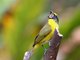 Thick-billed Euphonia (Euphonia laniirostris)