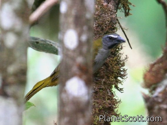 Buff-throated Saltator (Saltator maximus)