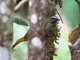 Buff-throated Saltator (Saltator maximus)