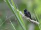Blue-black Grassquit (Volatinia jacarina) 