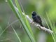 Blue-black Grassquit (Volatinia jacarina)